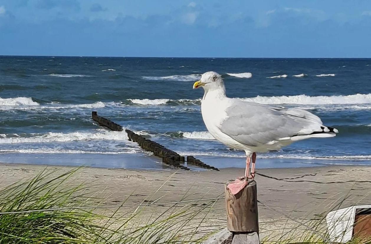 Haus Nadine Apartman Zingst Kültér fotó